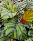 Calathea rotundifolia Fasciata
