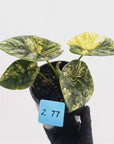 Alocasia sinuata Variegata