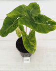 Alocasia 'Morocco' Variegated - SALE