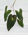 Anthurium Papillilaminum