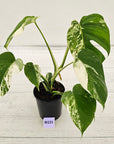 Monstera borsigiana 'Albo'