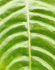Anthurium veitchii- Bare Bottom Baby