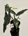 Alocasia ‘Simpo Albo’ Variegata - SALE