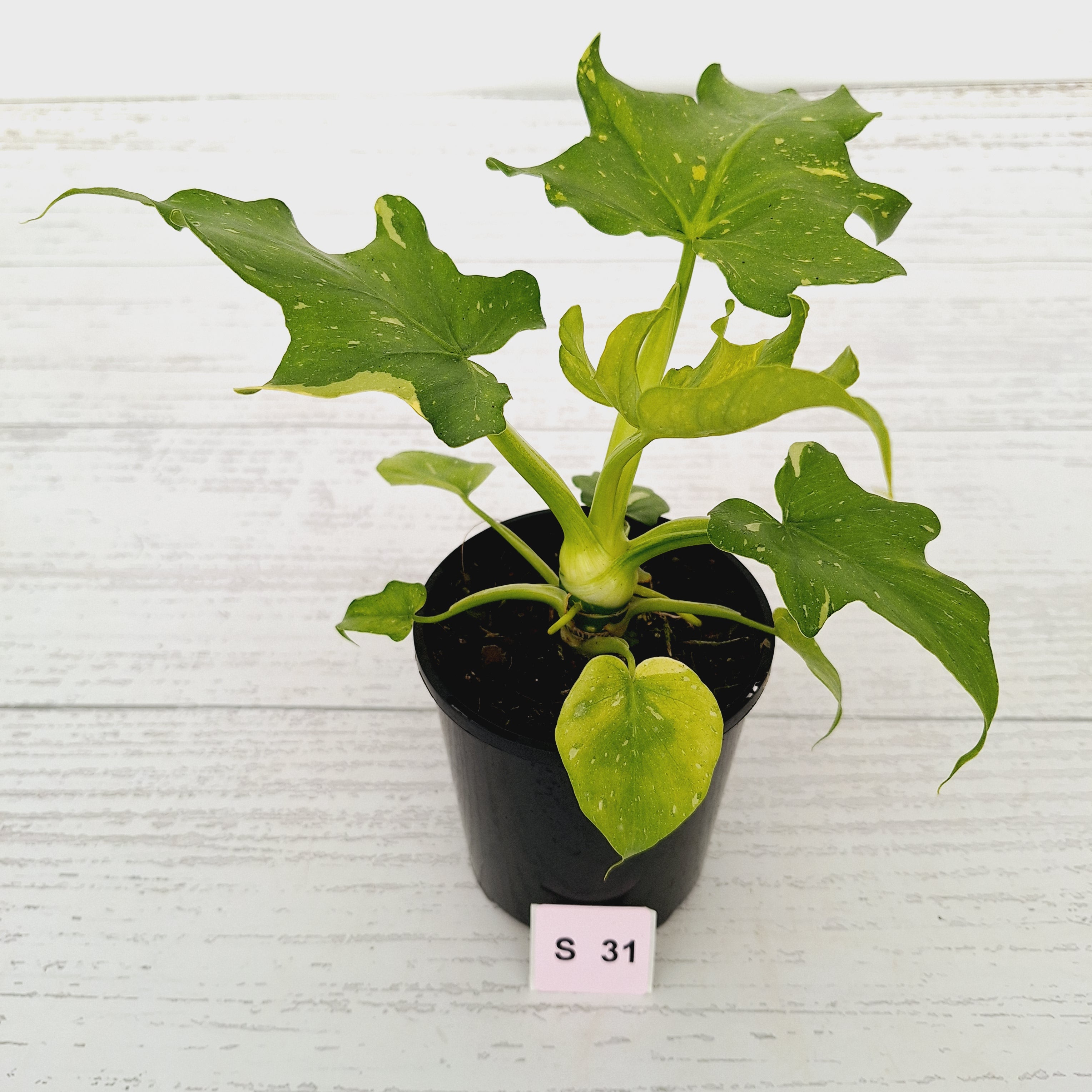Philodendron warscewiczii Gold Variegata