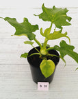 Philodendron warscewiczii Gold Variegata