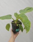 Philodendron giganteum Blizzard - SALE
