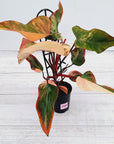Philodendron erubescens Strawberry Shake