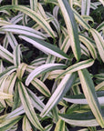 Epipremnum amplissimum variegata