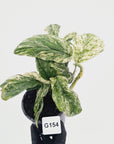 Amydrium medium Variegata