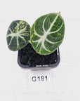 Alocasia reginula 'Ninja Variegata'