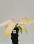 Philodendron 'Whipple Way'