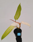 Philodendron 'Whipple Way' SALE