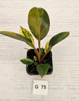Philodendron 'Rojo Congo Variegated' - SALE
