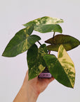 Xanthosoma sagittifolium Variegata