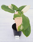 Homalomena rubescens Variegata -