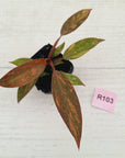 Philodendron 'Orange Princess' 70mm