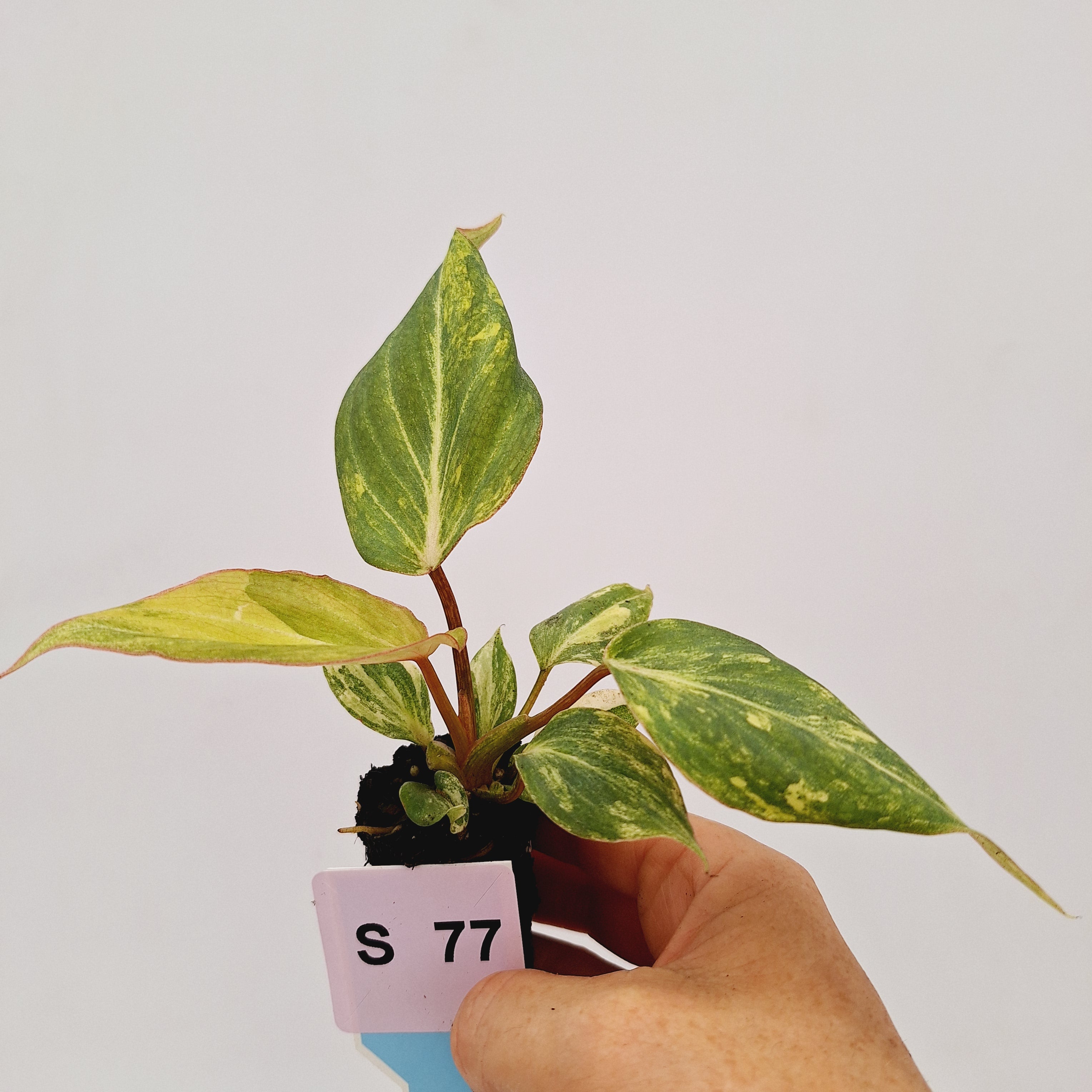 Philodendron gloriosum  variegata - Bare Bottom Baby