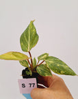 Philodendron gloriosum  variegata - Bare Bottom Baby