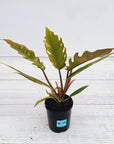 Philodendron serratum Caramel Marble