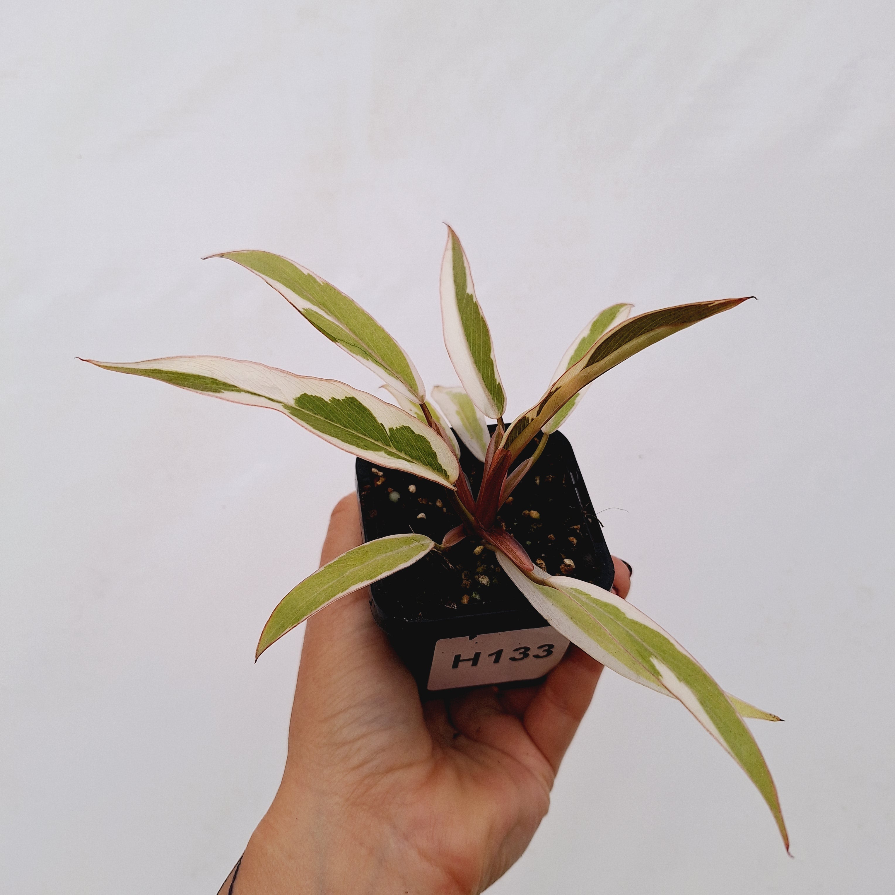 Philodendron serratum Caramel Marble Albo
