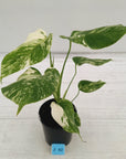 Monstera borsigiana 'Albo'