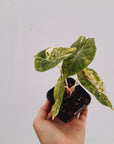 Alocasia Nairobi Nights Variegated