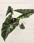 Alocasia ‘Simpo Albo’ Variegata - SALE