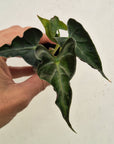 Alocasia ‘Loco’- Bare Bottom Baby - SALE