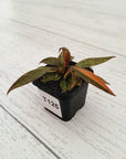 Philodendron 'Orange Princess'