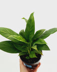 Spathiphyllum Variegated