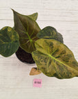 Alocasia ‘wentii’ Variegated - Sale