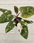 Philodendron 'Pink Princess Galaxy Marble' Sport