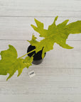 Philodendron warscewiczii Gold Variegata