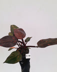 Philodendron 'Orange Princess' - FLASH SALE