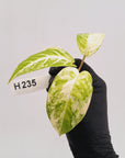 Phyllotaenium lindenii Magnificum Variegata - Bare Bottom Baby
