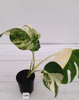 Monstera borsigiana 'Albo'