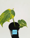 Monstera deliciosa Aurea 'Yellow Marilyn'
