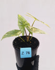 Alocasia ‘Simpo Aurea’ Variegata