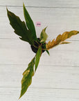 Philodendron serratum 'Caramel Marble'