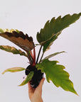 Philodendron serratum Caramel Marble