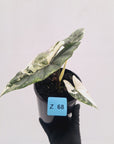 Alocasia ‘Simpo Albo’ Variegata - SALE