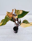 Philodendron erubescens Strawberry Shake