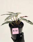 Alocasia Amazonica bambino Variegata