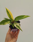 Philodendron imperial green variegata