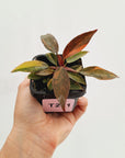 Philodendron 'Orange Princess'