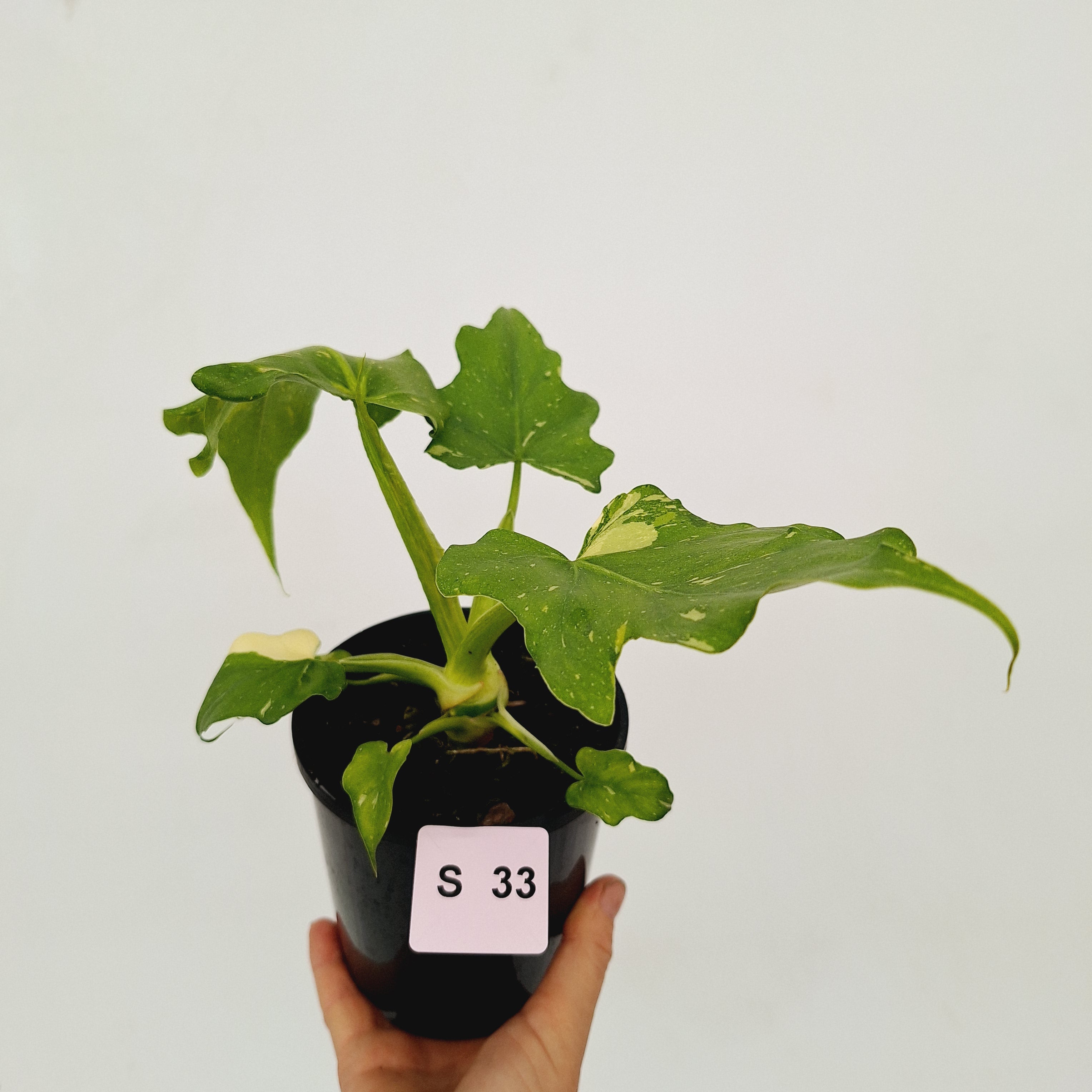 Philodendron warscewiczii Gold Variegata