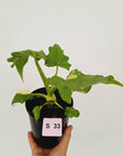 Philodendron warscewiczii Gold Variegata