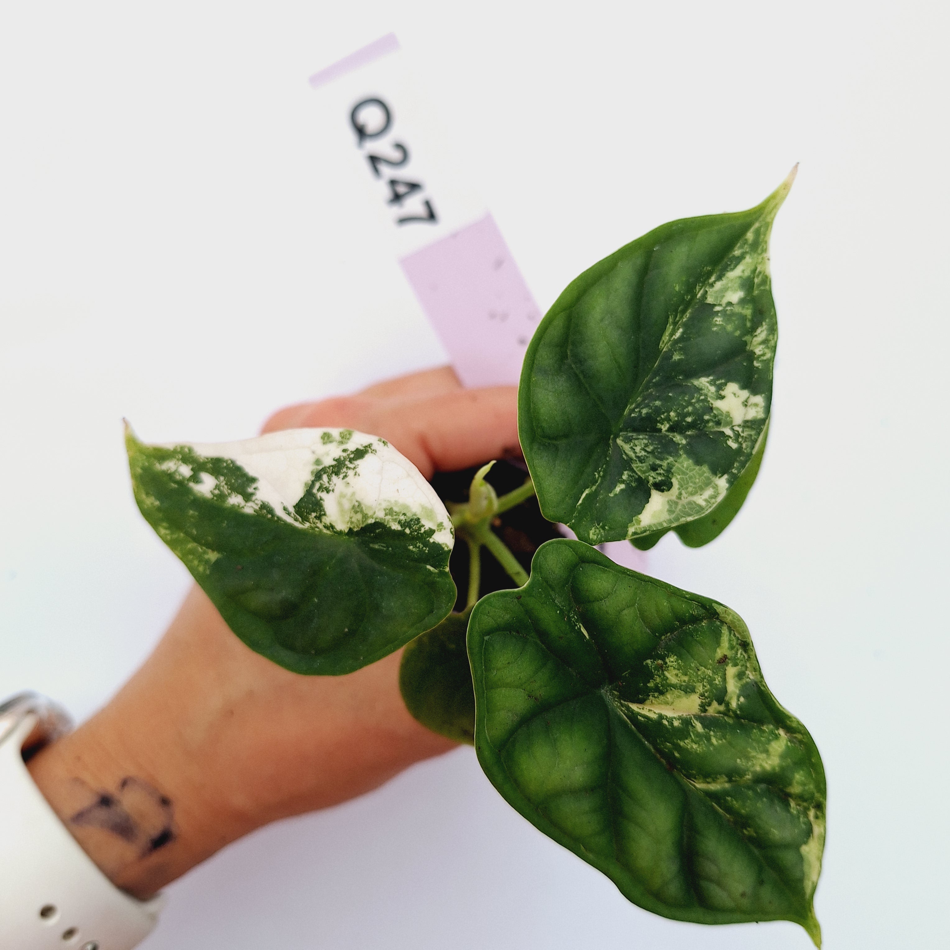 Alocasia Dragon Scale Variegata - Bare Bottom Baby