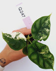 Alocasia Dragon Scale Variegata - Bare Bottom Baby