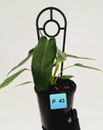 Philodendron spiritus-sancti
